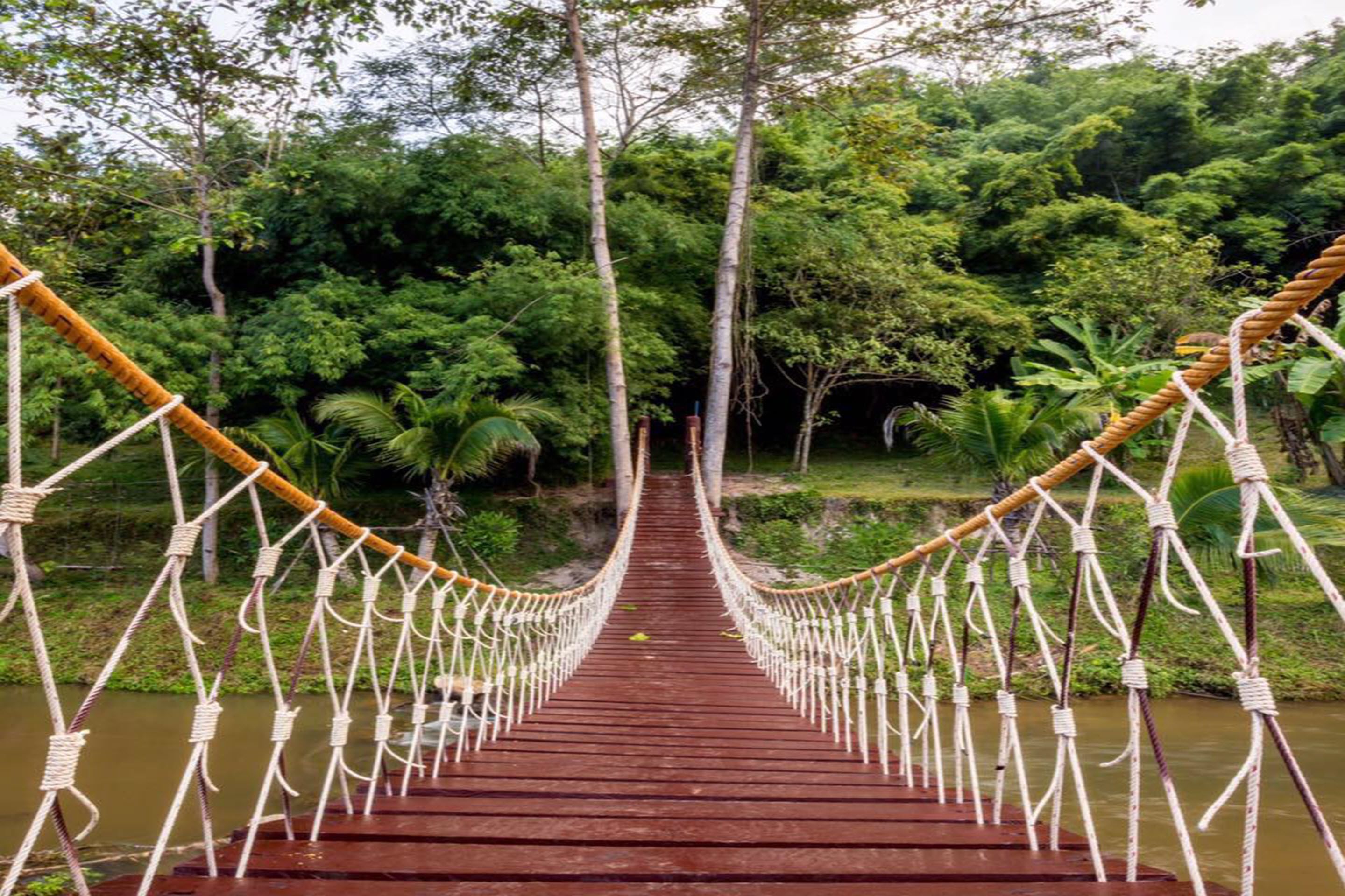 A rope bridge over a river surrounded by lush greenery.