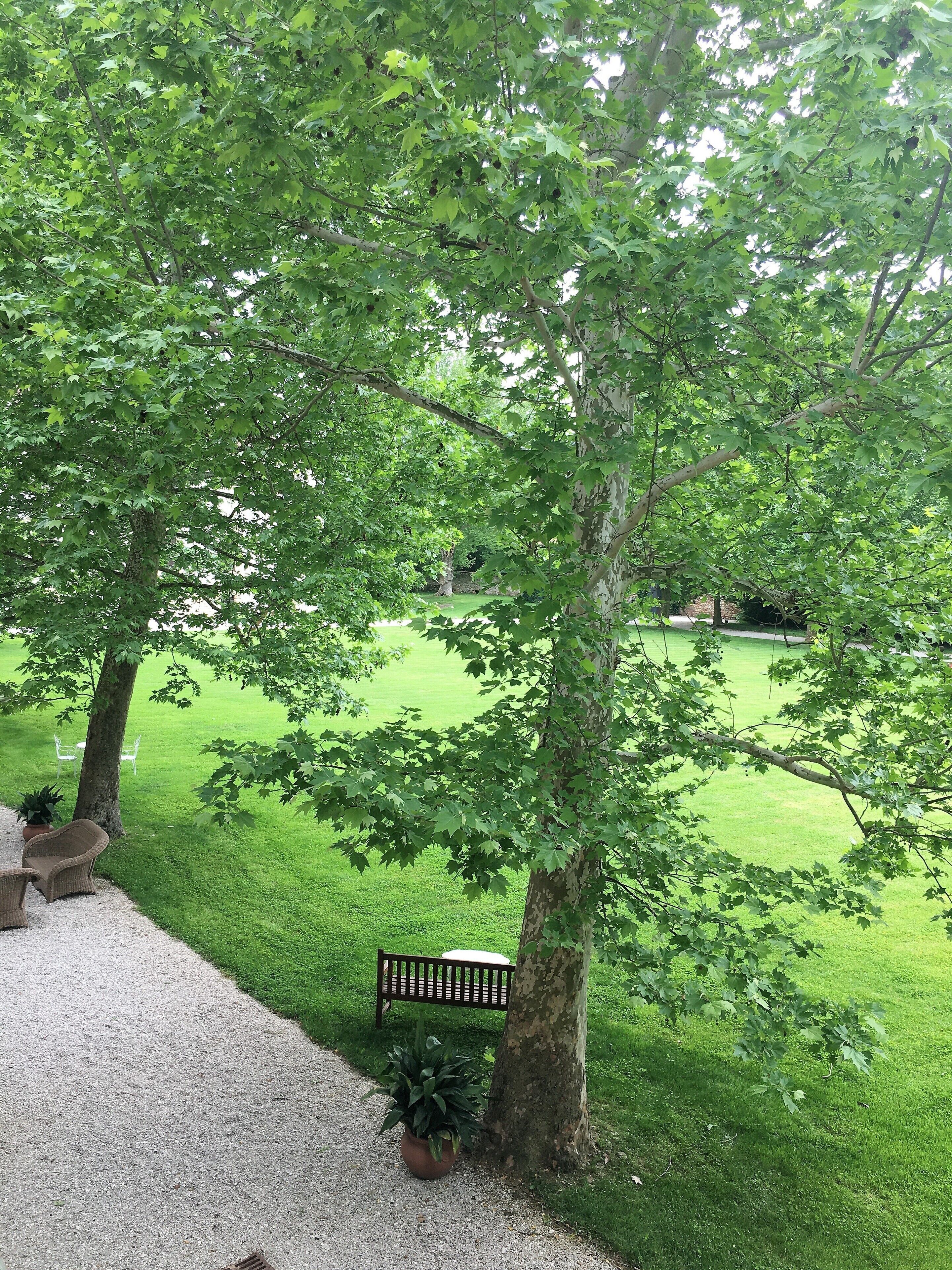 classic double room | garden view