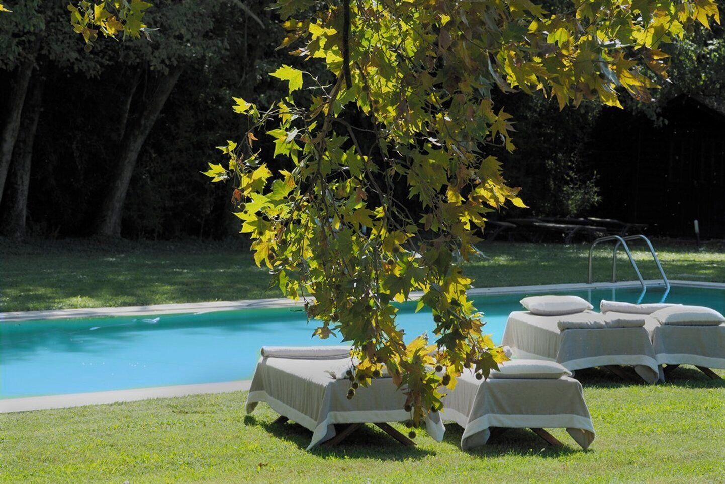 A poolside area with lounge chairs and a tree.