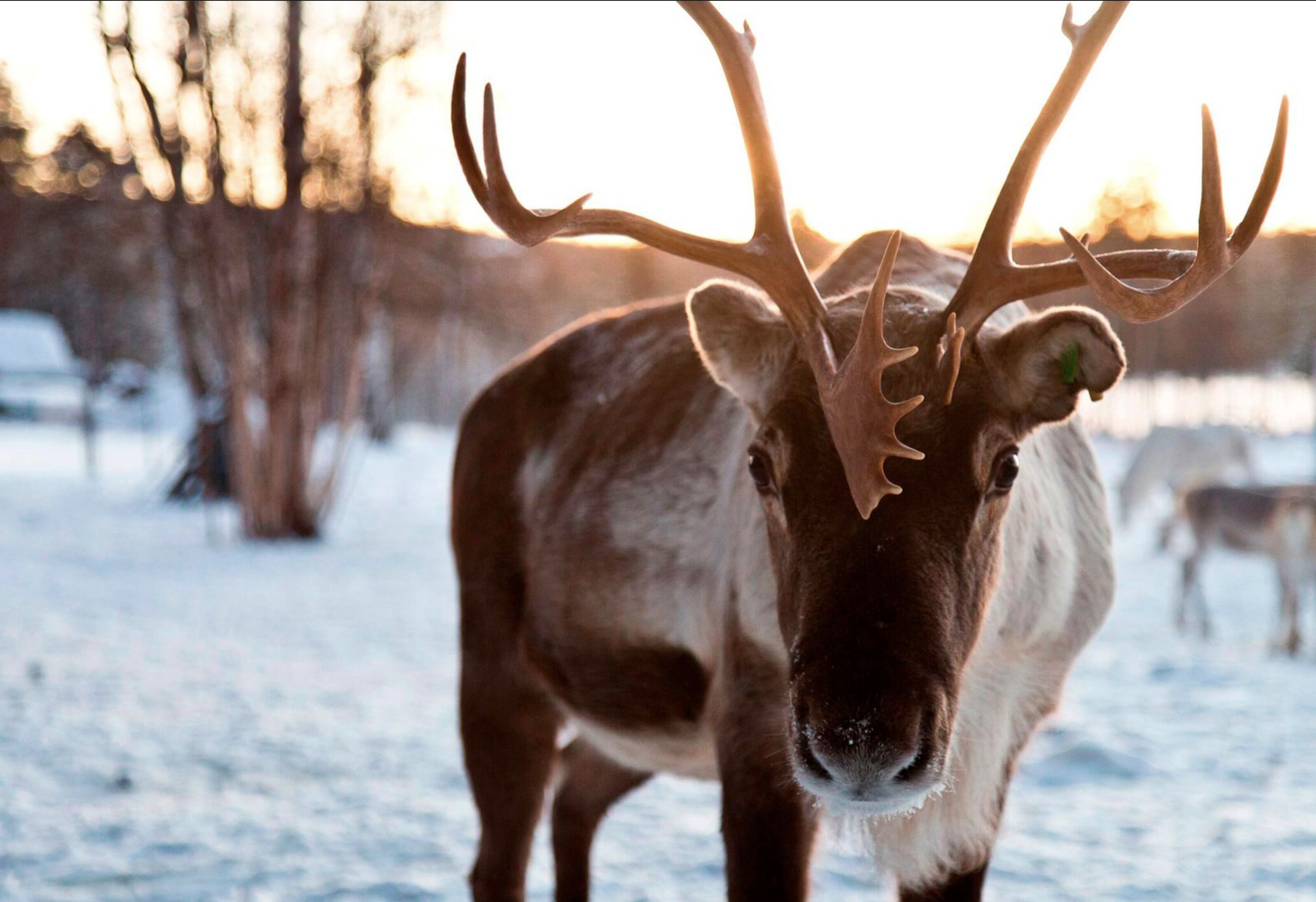 Um close-up de um alce com grandes chifres em uma paisagem coberta de neve.