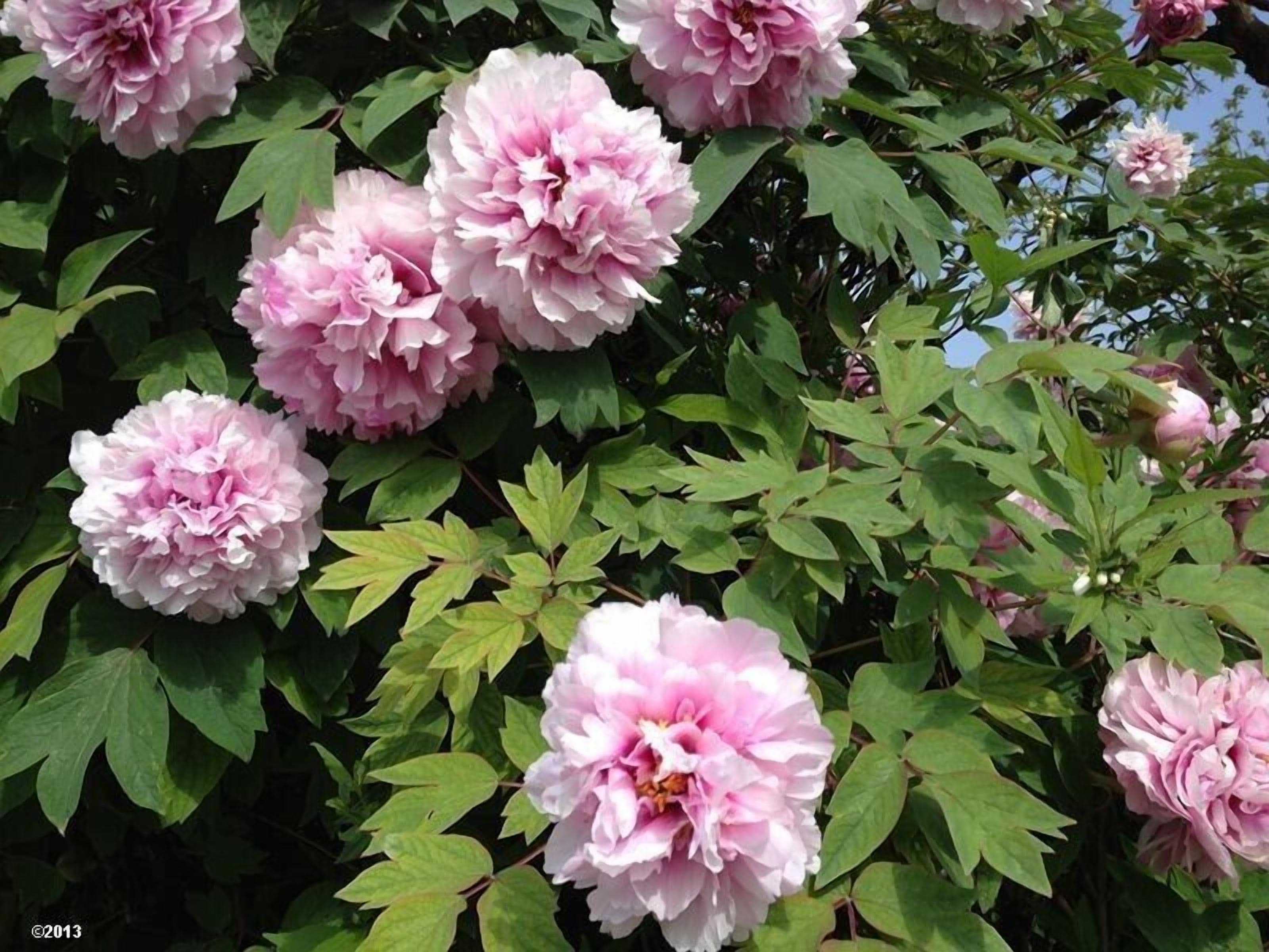 A garden with blooming pink flowers and green foliage.