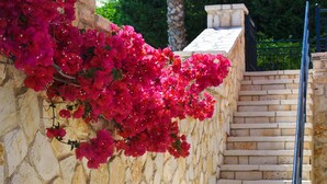 A stone staircase with a metal railing, surrounded by lush greenery and vibrant pink bougainvillea flowers. - Il Tesori Dassia Villas (Corfu)