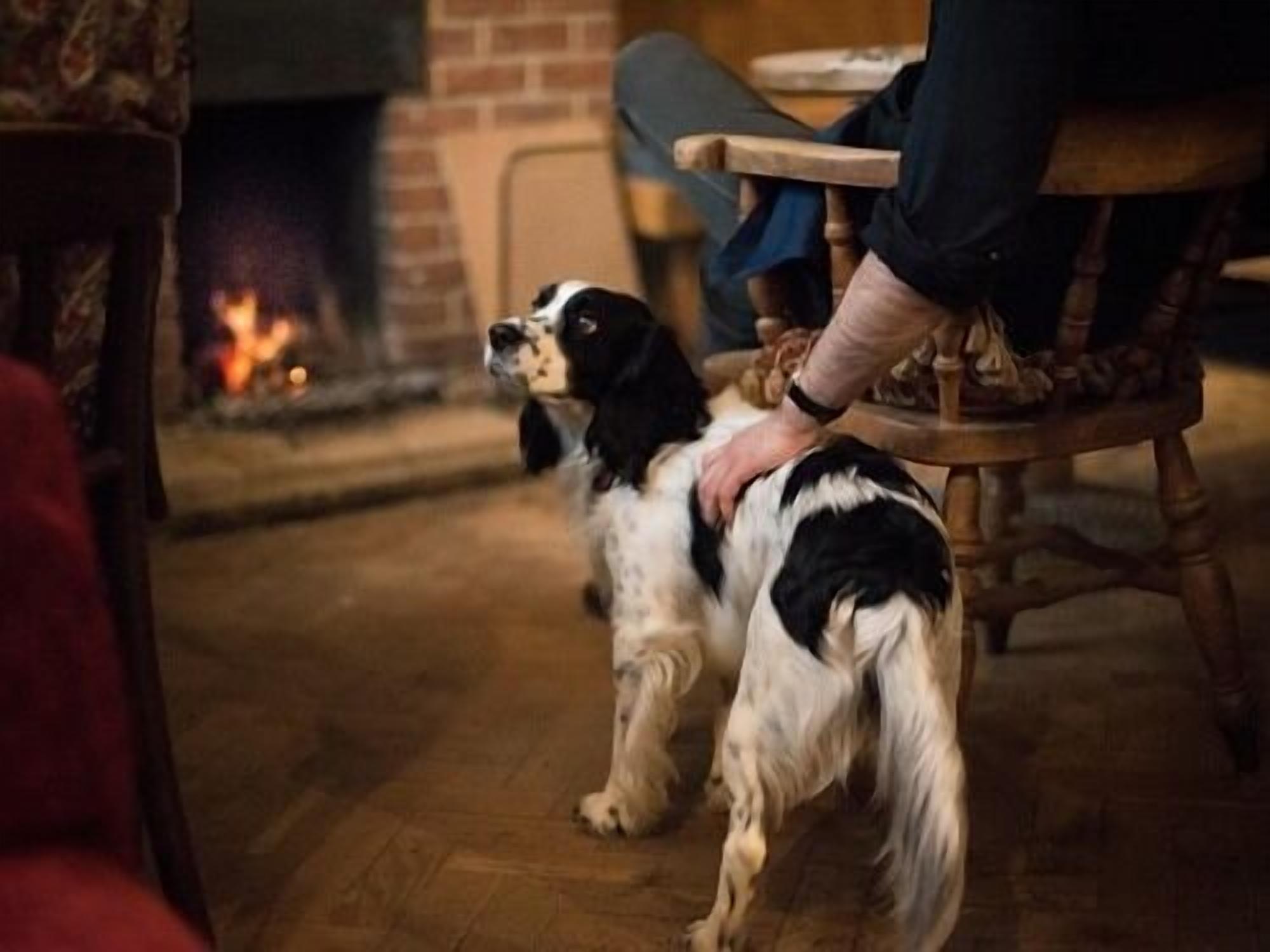 A dog standing in a room with a fireplace in the background.