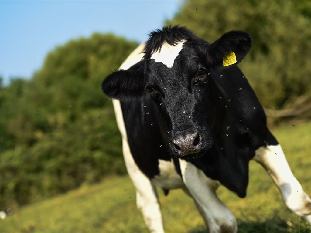 Een zwart-wit koe met een gele oorlabel in een grasveld.