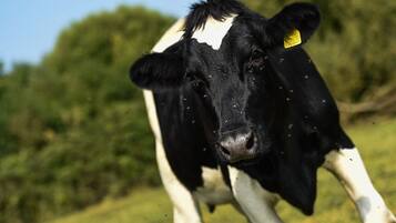 Een zwart-wit koe met een gele oorlabel in een grasveld.