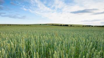 A vast field of wheat under a clear sky.