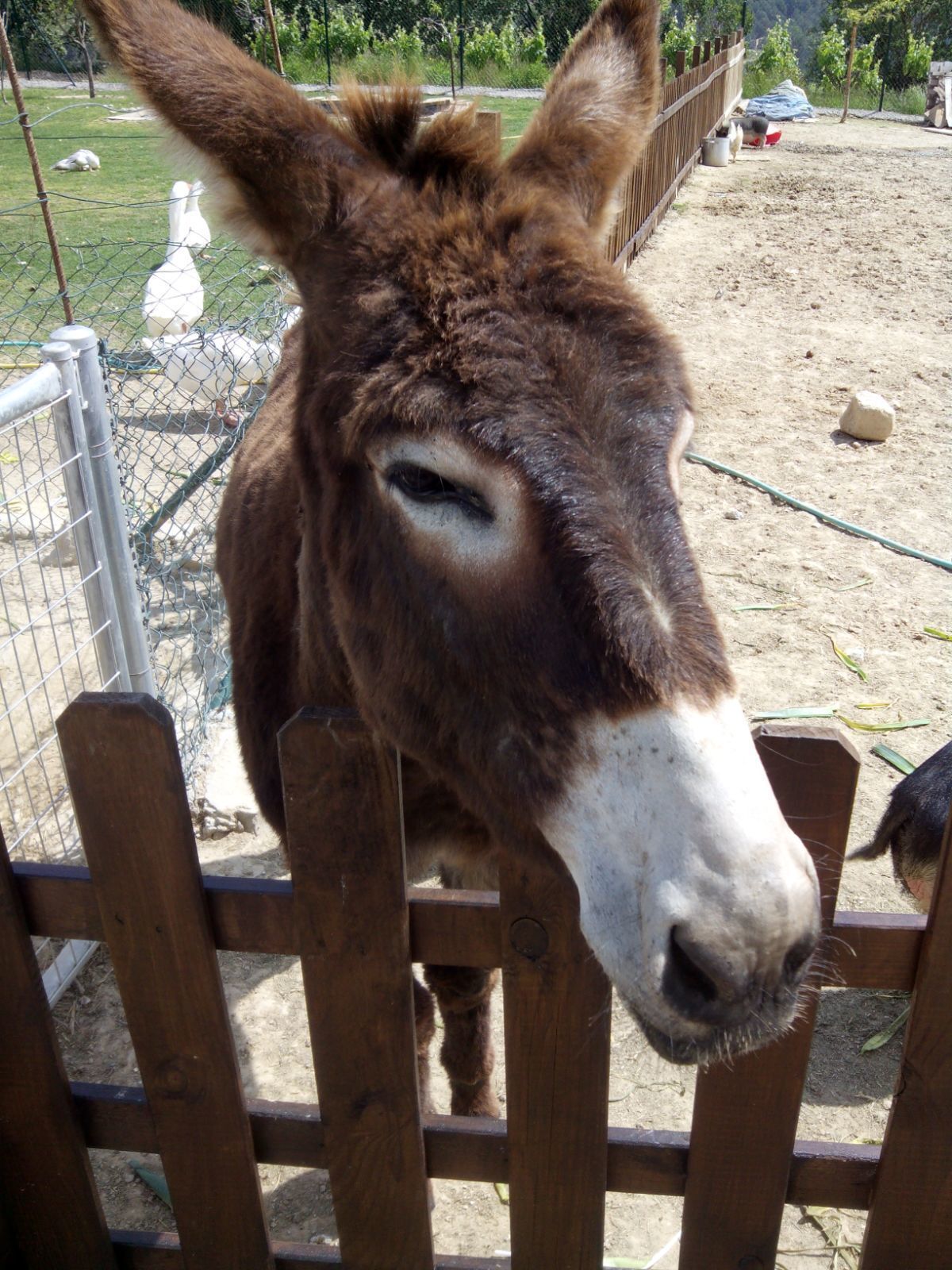 A donkey behind a wooden fence in an outdoor enclosure with a dirt ground and some greenery in the background.
