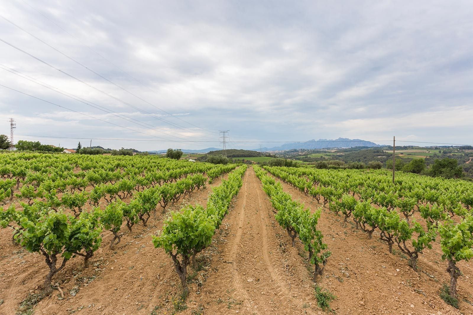 A vineyard with rows of grapevines extending into the distance, a dirt path in the center, and a cloudy sky above.