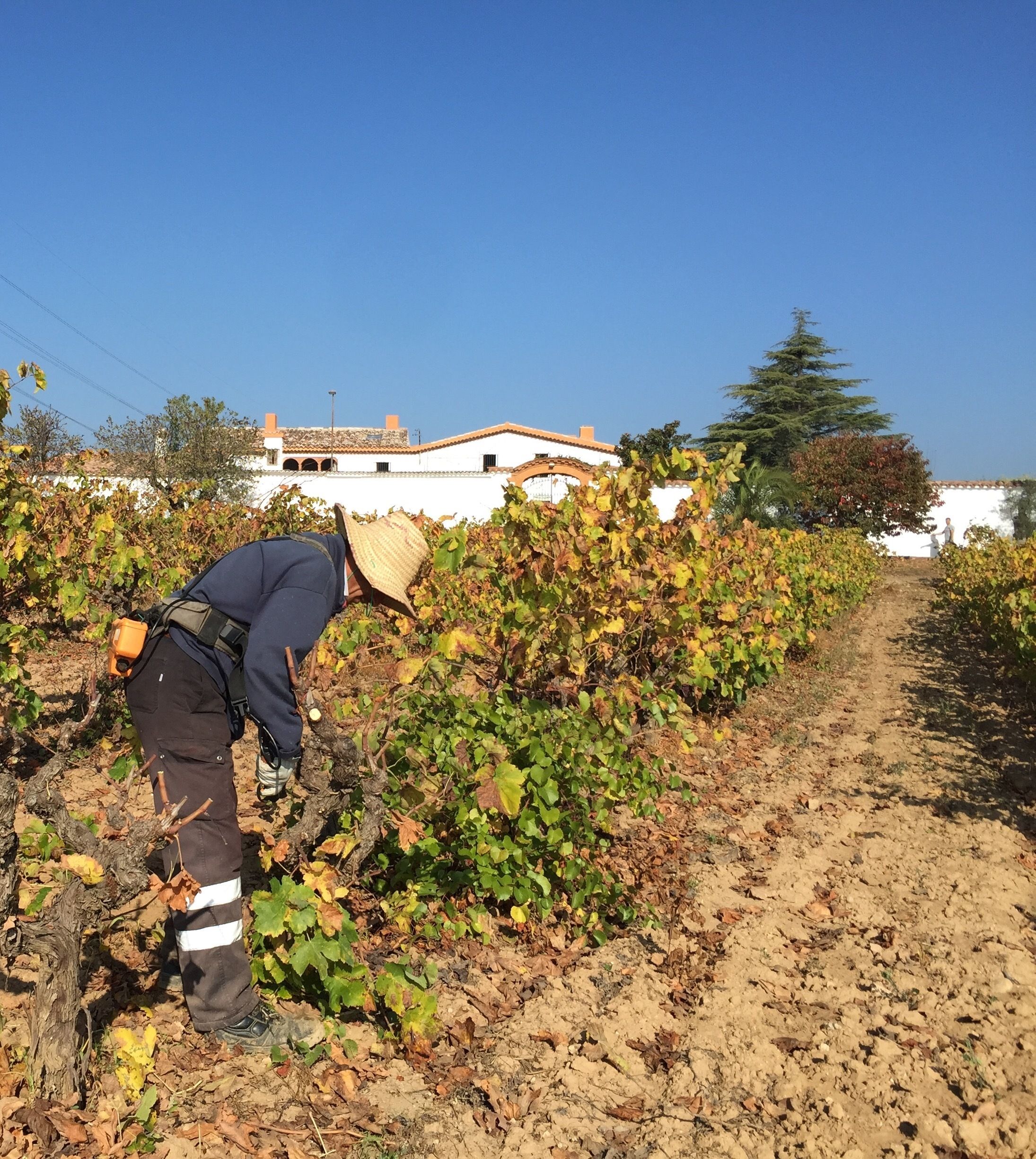 A vineyard with a dirt path, a person in work attire, and a white building with a red roof in the background.