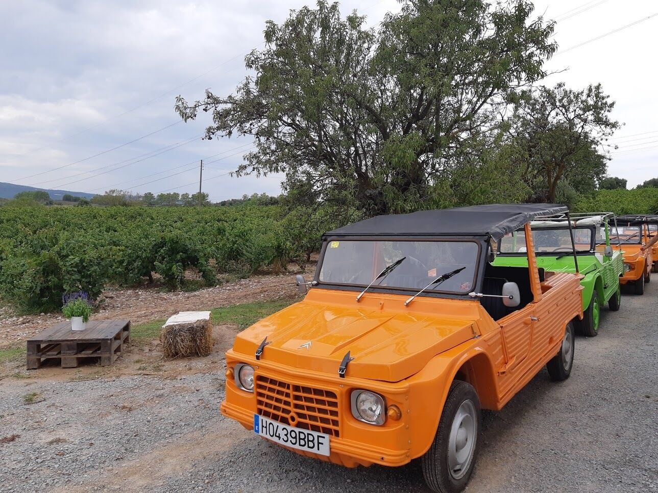 A row of vintage orange and green vehicles parked on a gravel road with a vineyard in the background.