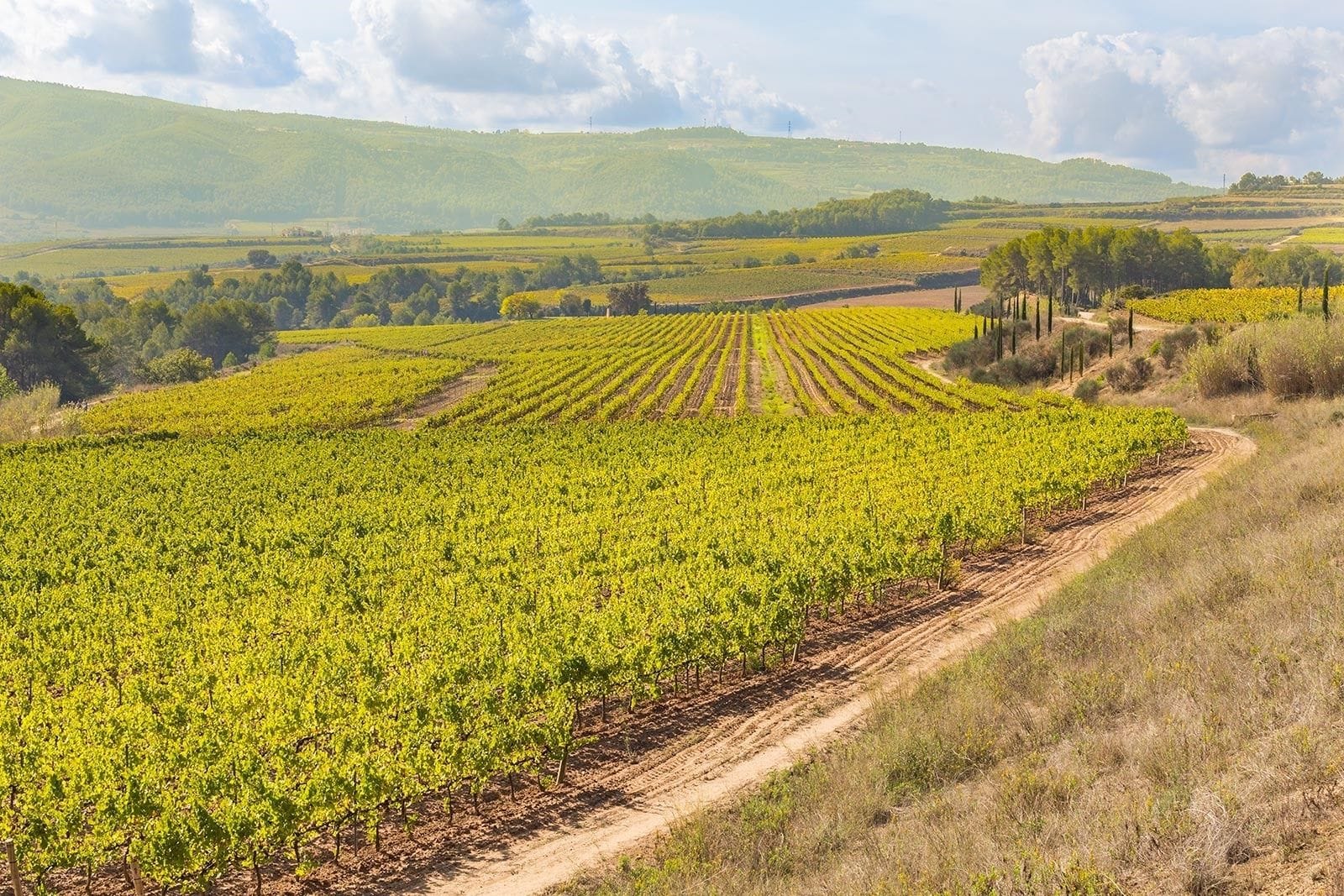 A vineyard with rows of grapevines and a dirt path.