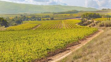 A vineyard with rows of grapevines and a dirt path.