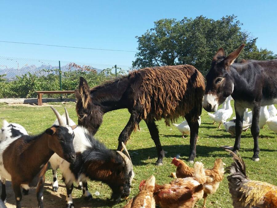 Un grupo de burros y gallinas en un área exterior con césped, una banca de madera y una cerca.