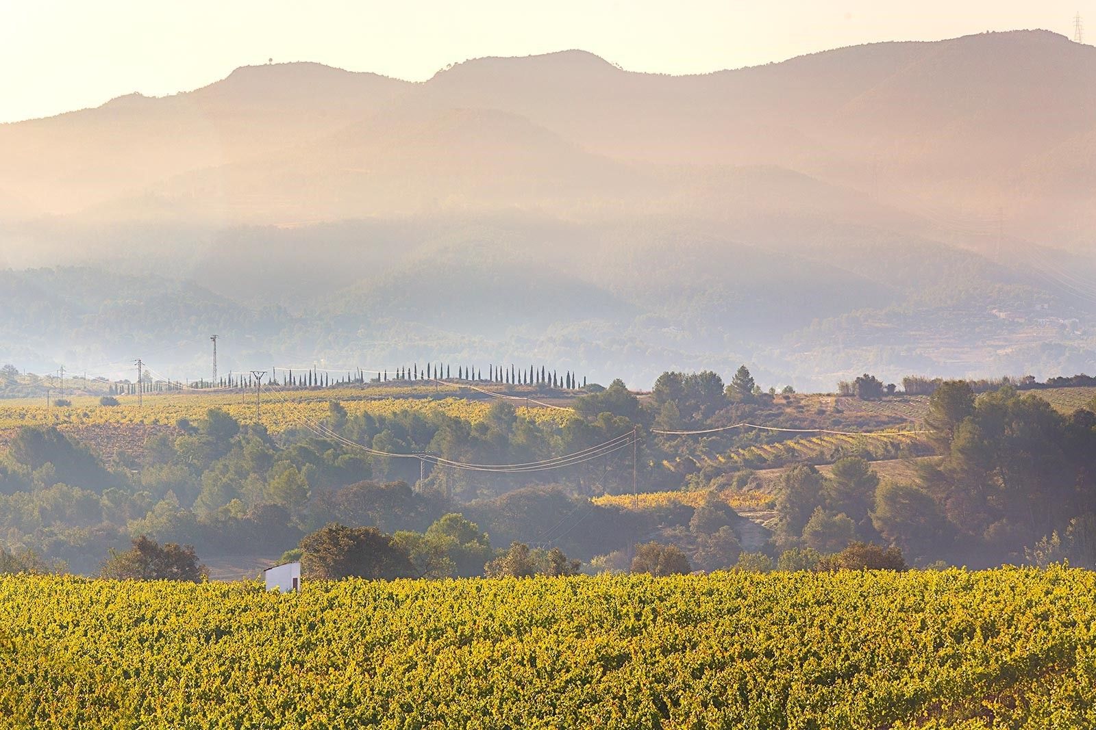 Viñedo con hileras de vides y una vista distante de montañas.