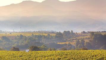 Viñedo con hileras de vides y una vista distante de montañas.