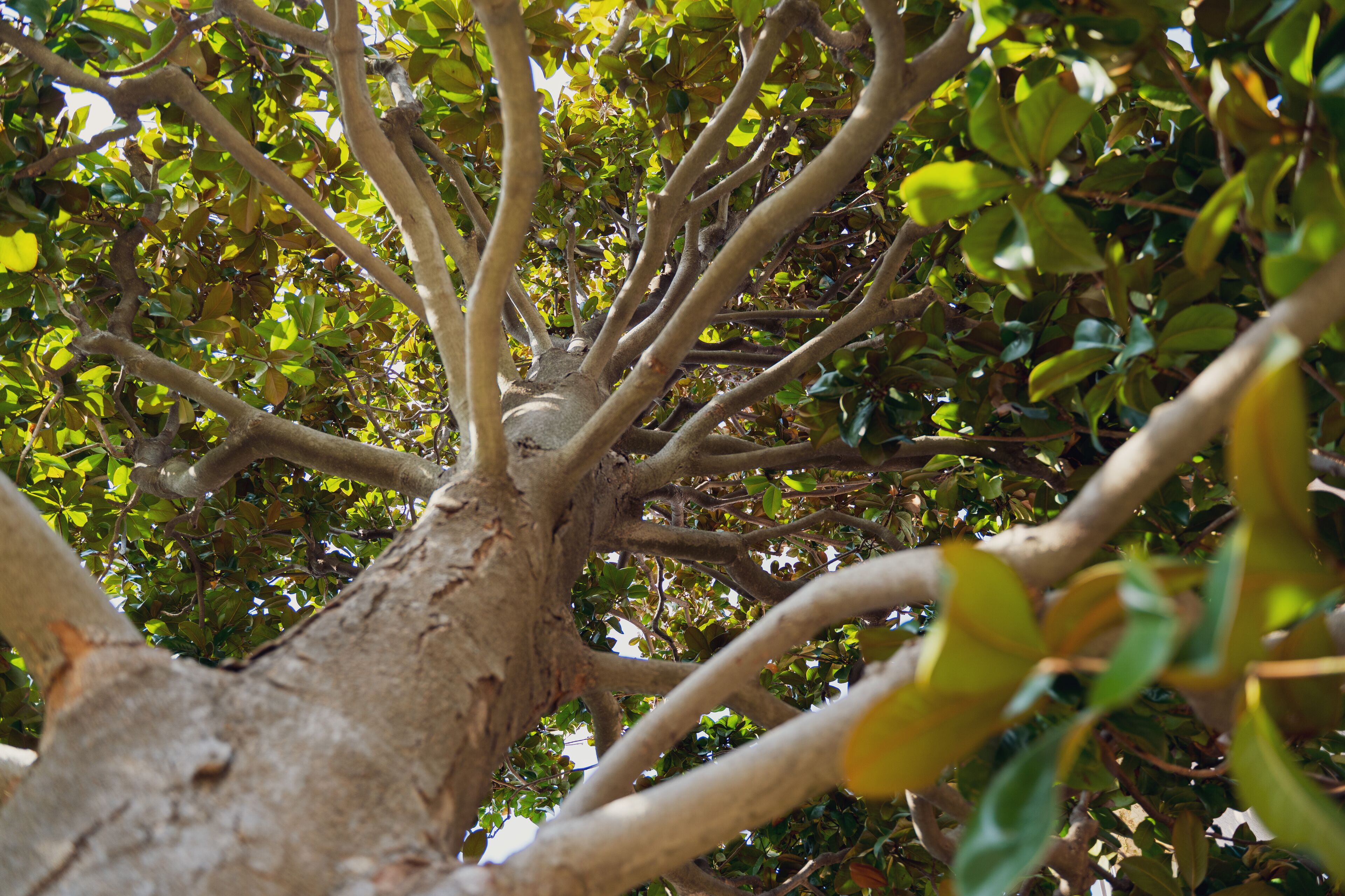 A tree with a thick trunk and dense foliage.