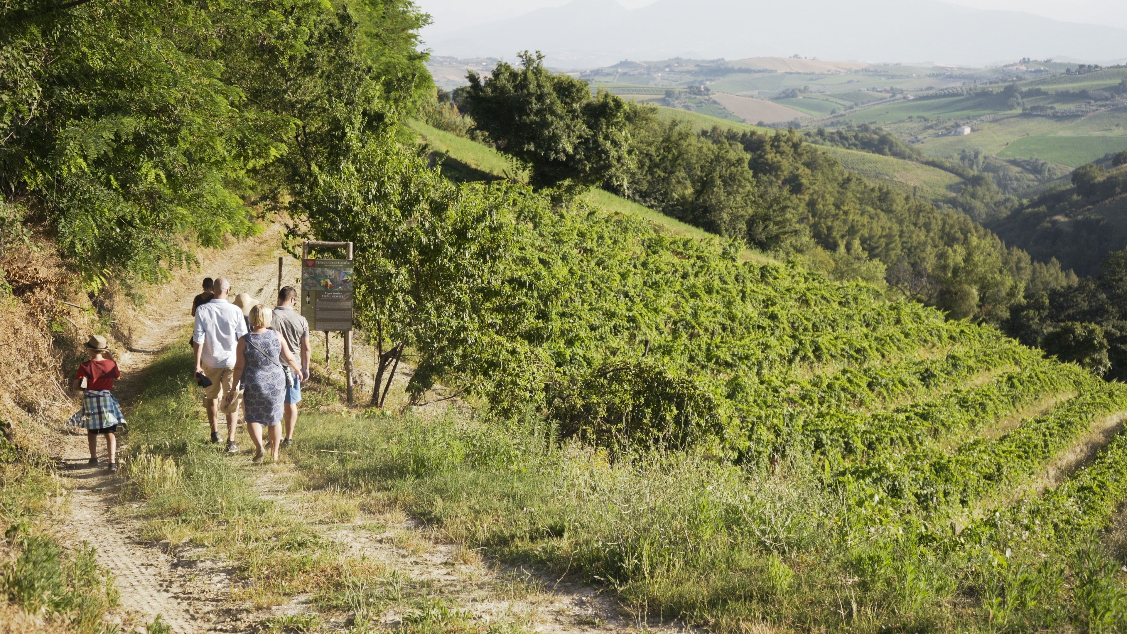 A group of people walking on a dirt path in a hilly area with vineyards.