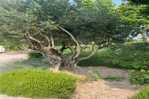 A tree with a twisted trunk and dense foliage in a landscaped garden.