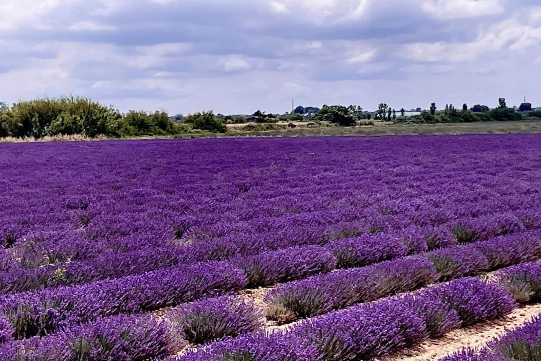 A lavender field with rows of purple flowers.