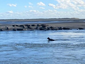 A beach with a group of seals resting on the sand and one seal swimming in the water. - Spacious Coastal Apt w/ Garden (le Crotoy)