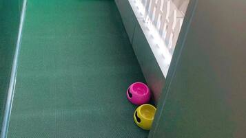 Premier Pet Room with Terrace | Balcony