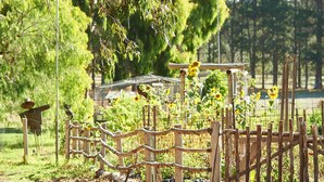 Une clôture en bois rustique, sur laquelle est perché un oiseau, entourée d’une végétation luxuriante et de tournesols.