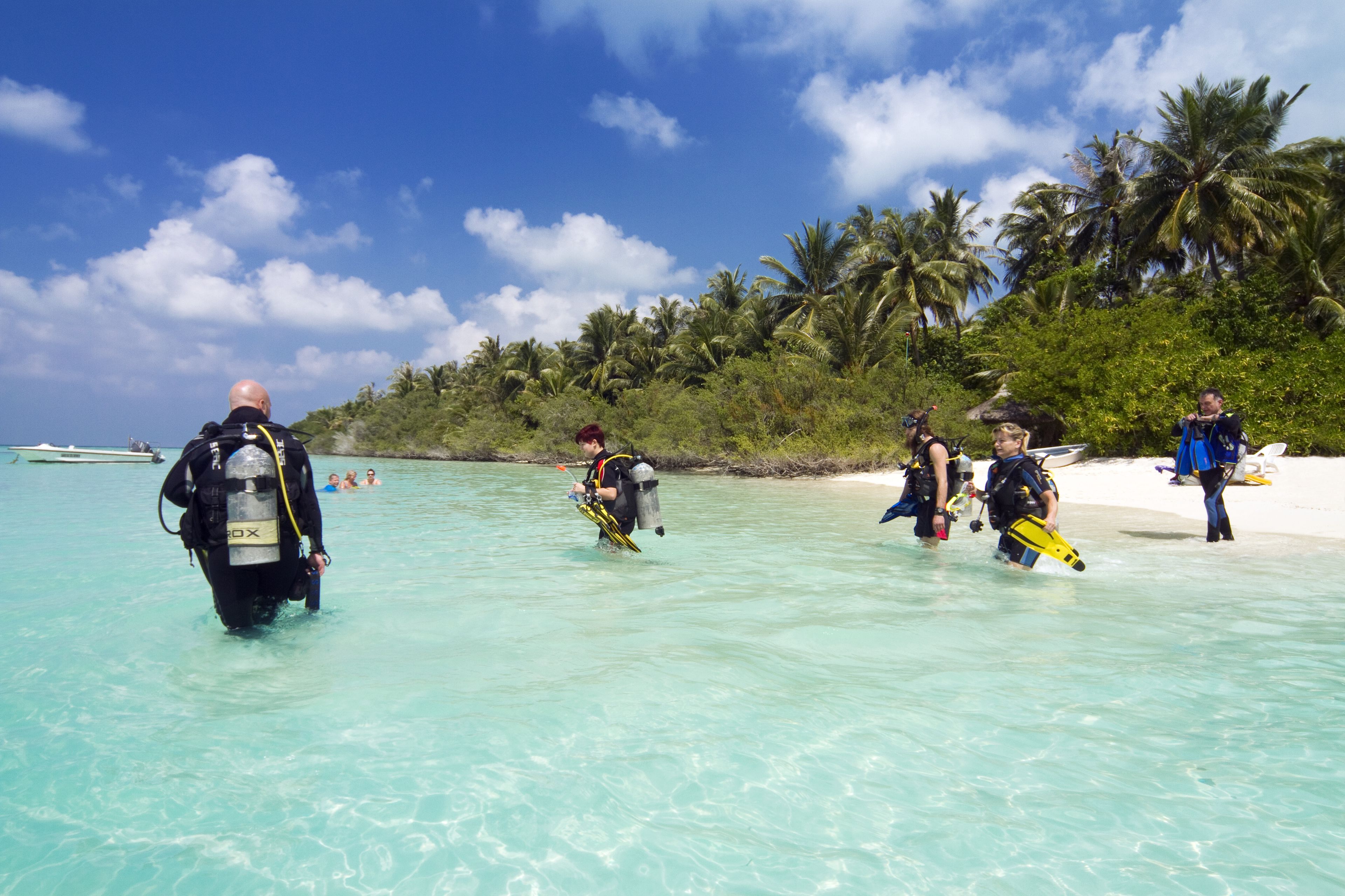 A group of divers in the water near a beach with palm trees and clear blue skies.