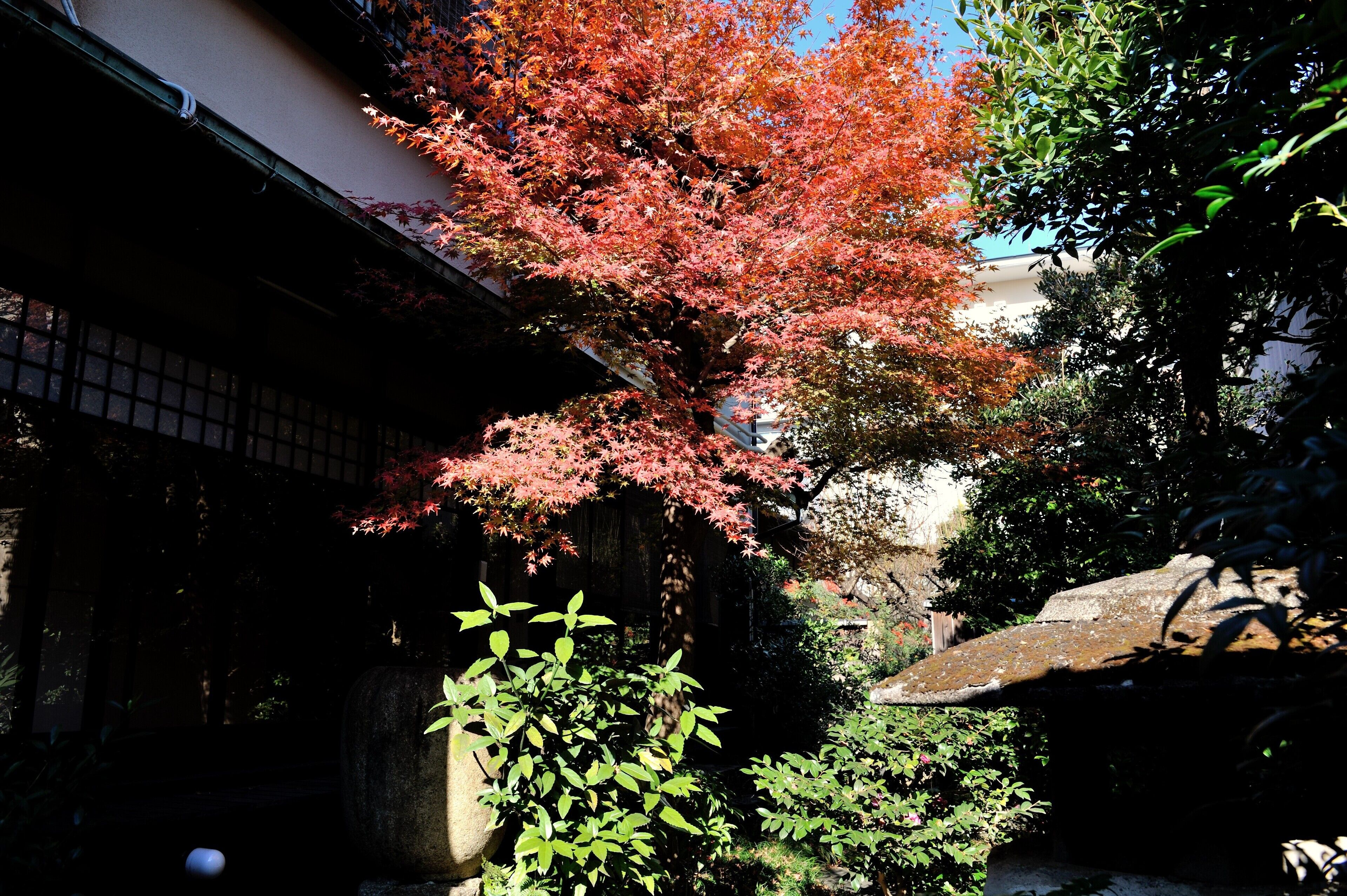 庭園