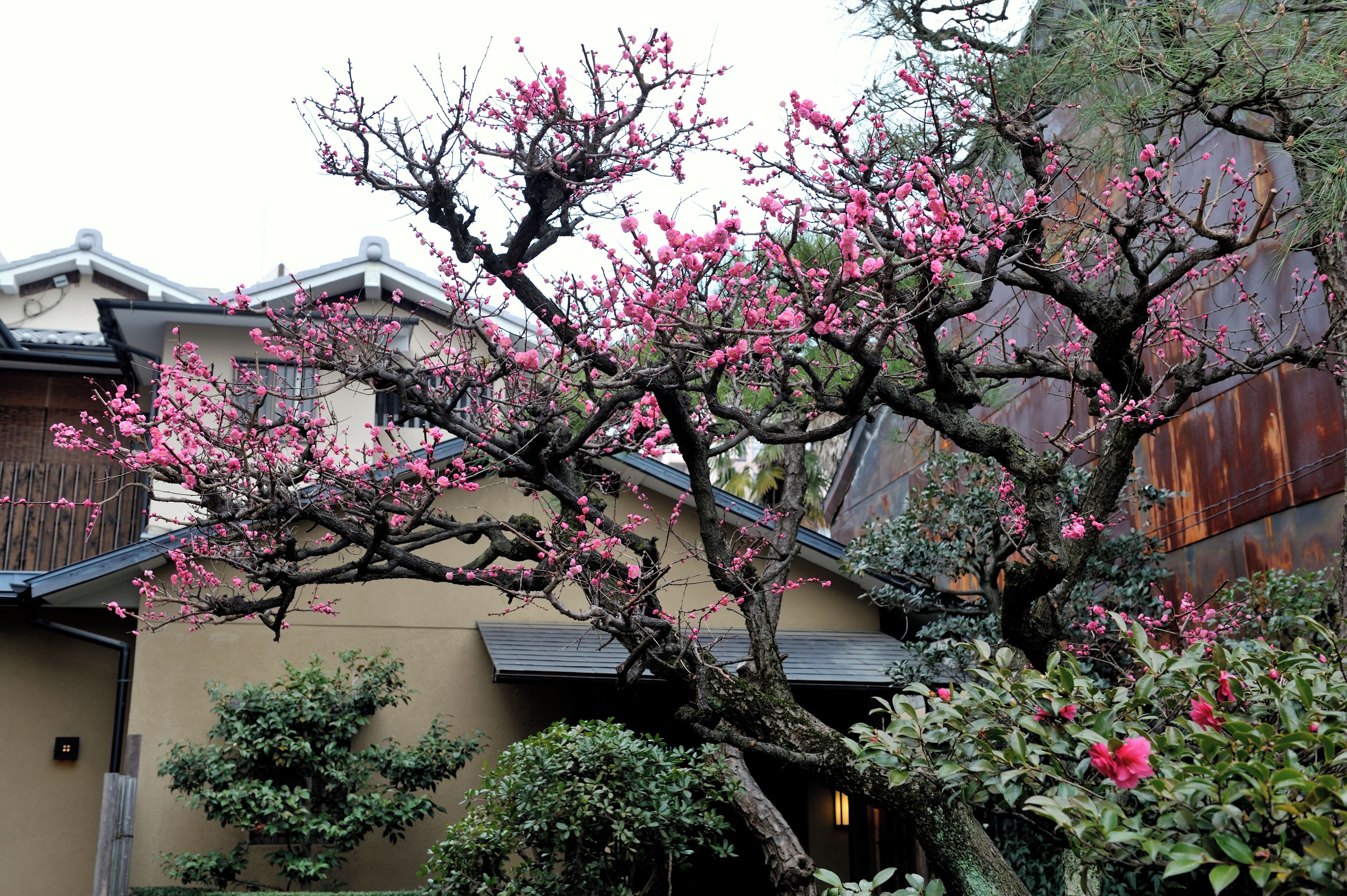 A traditional Japanese building with a cherry blossom tree in front.
