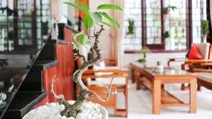 A bonsai tree in a white pot with a wooden table and chairs in the background. - Viet Nhat Homestay (Da Nang)