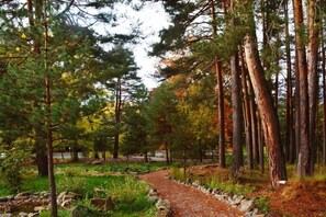 Un área boscosa con un sendero de piedra que la atraviesa.