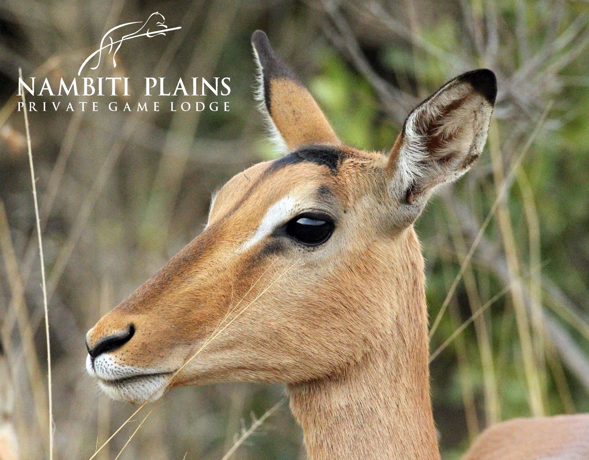 A close-up of a kudu's head with a blurred natural background.