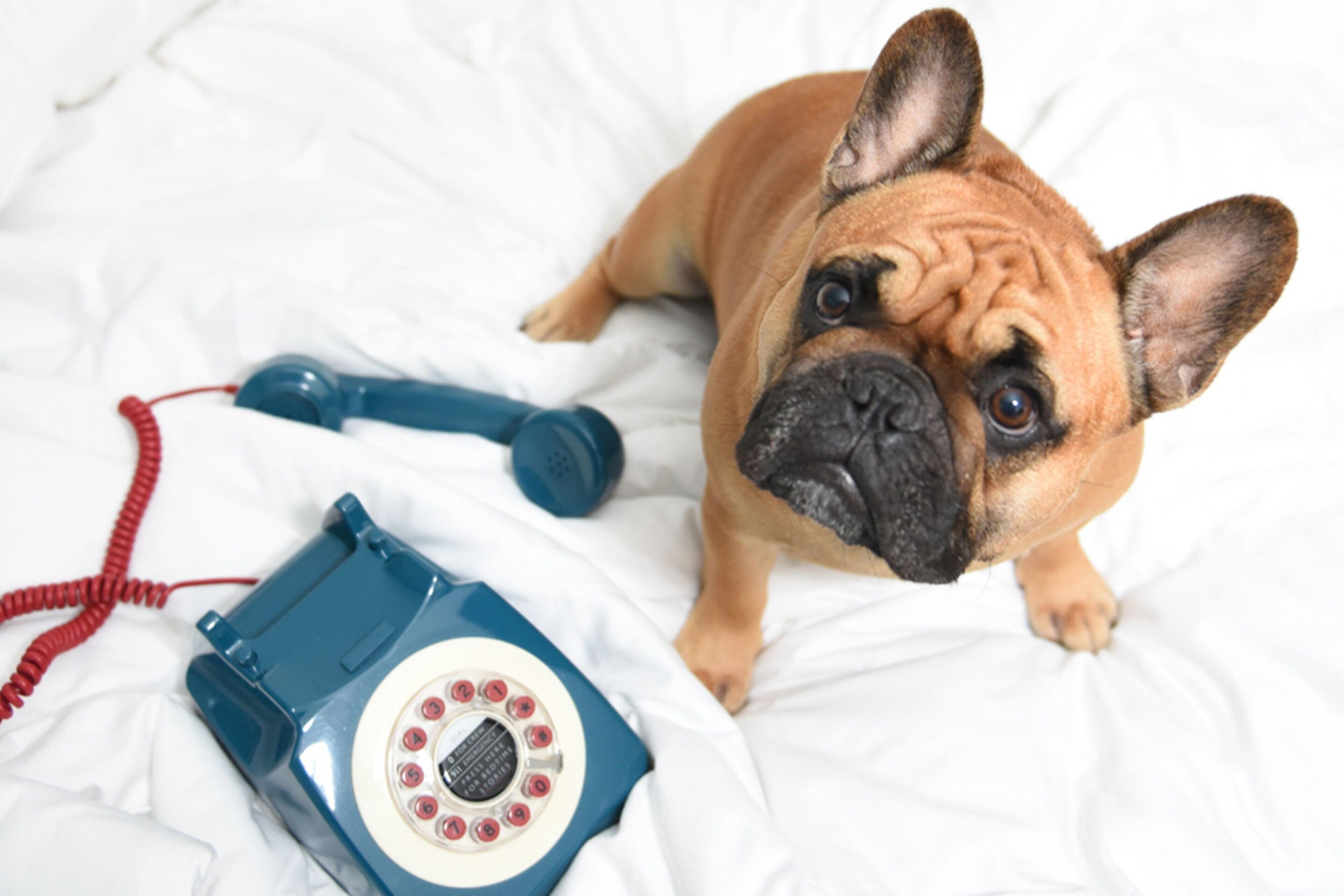 Un perro descansando sobre una cama blanca con un teléfono azul a su lado.