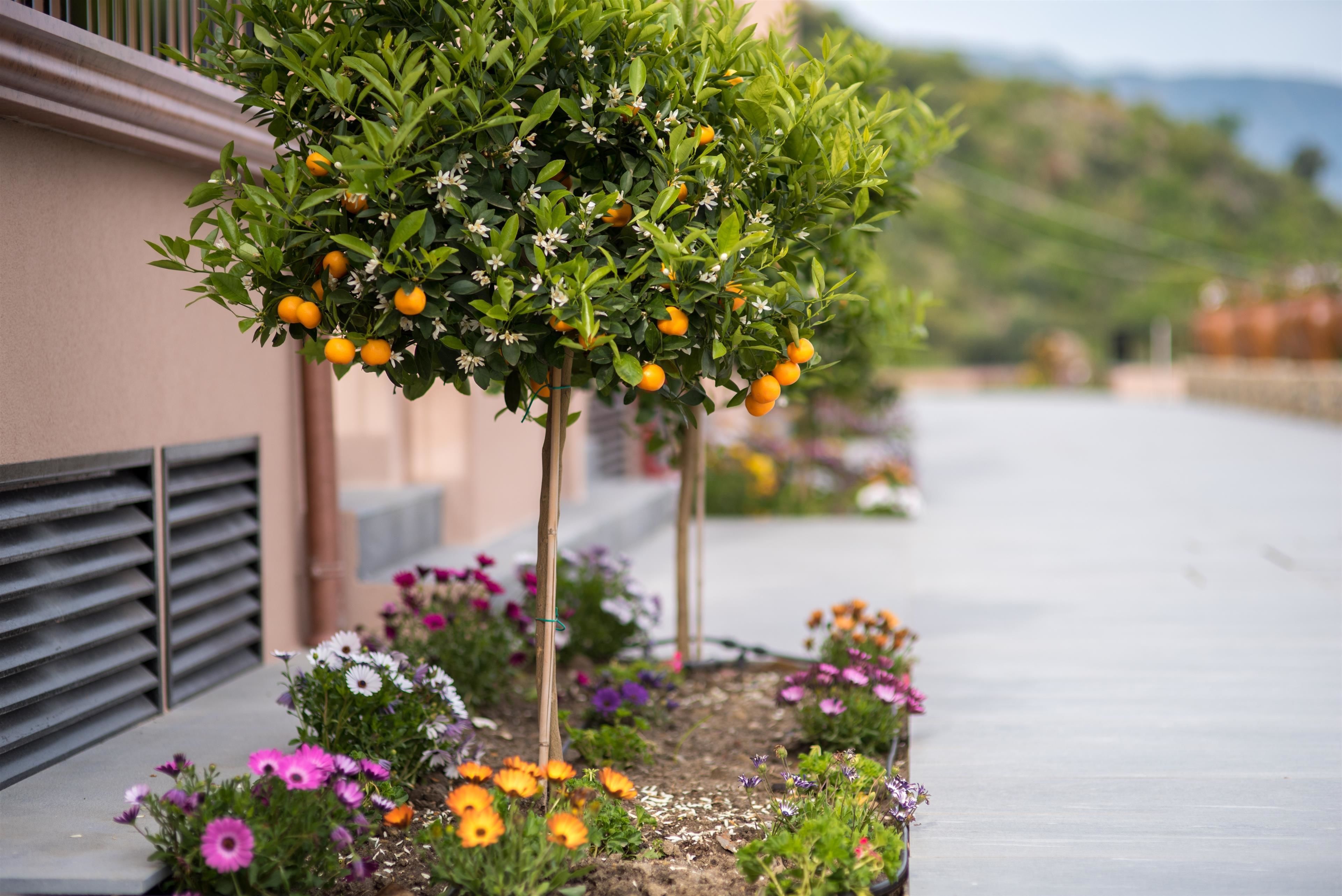 Un jardin avec un arbre fruitier et différentes sortes de fleurs.