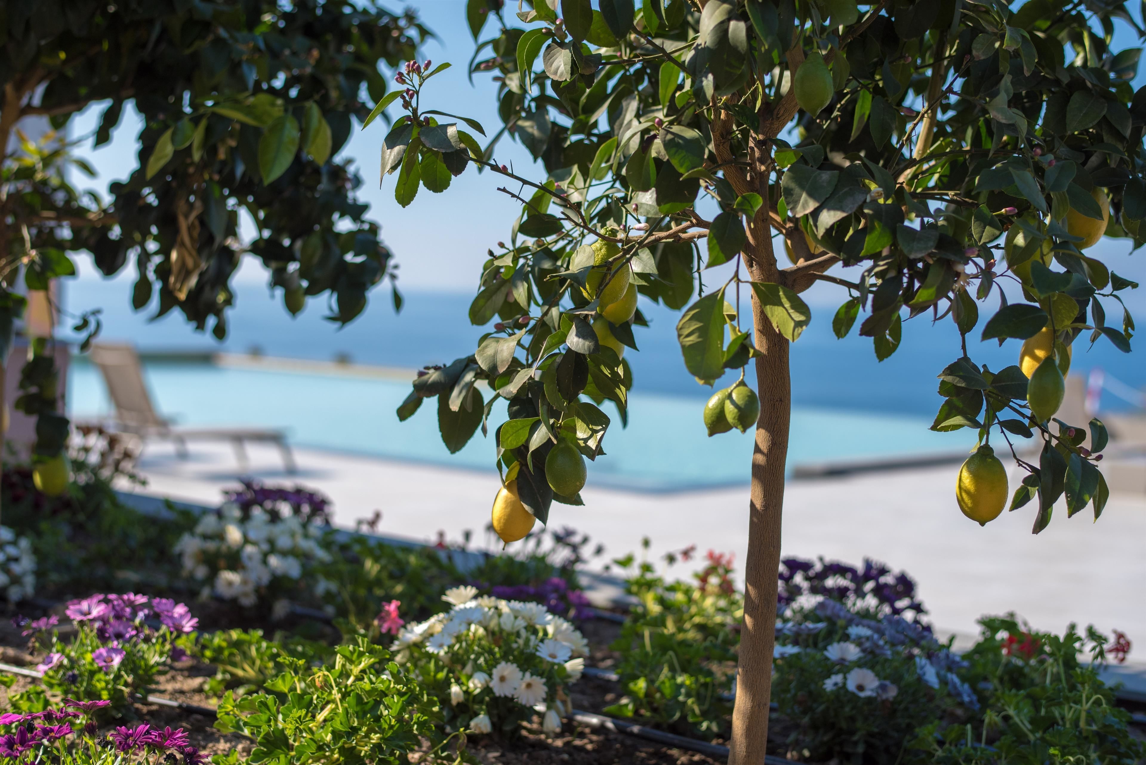 A garden with various flowers and a tree with lemons, a pool, and a beach in the background.
