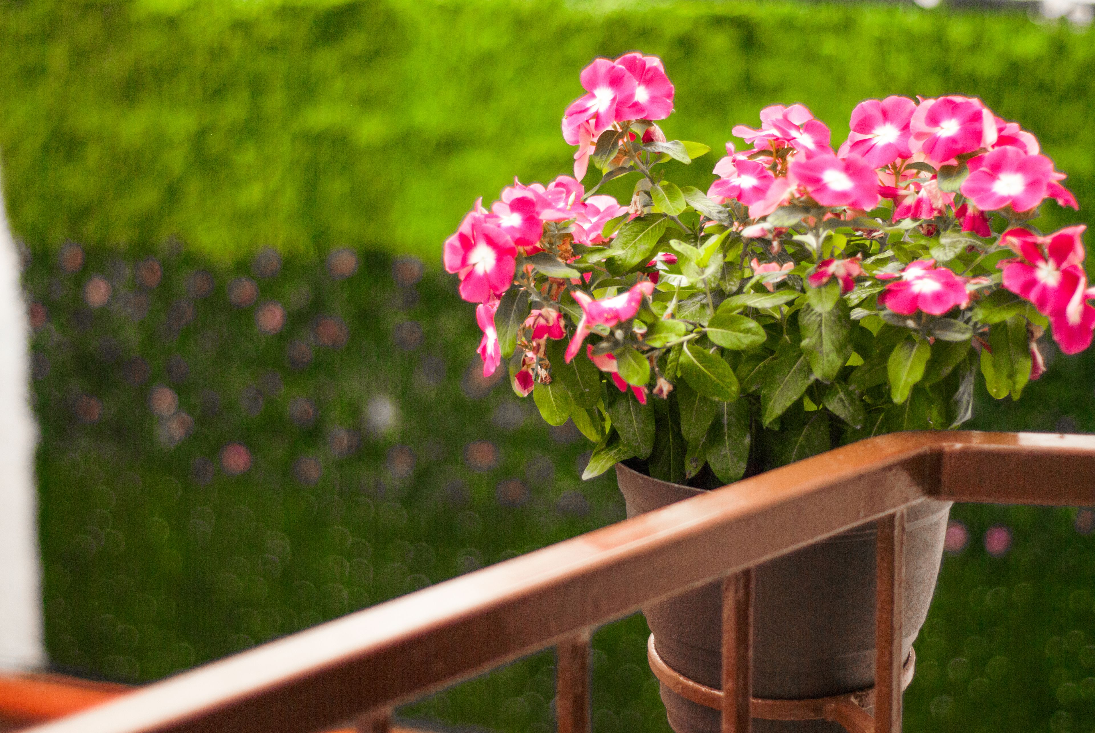 A potted plant with pink flowers on a wooden balcony railing.