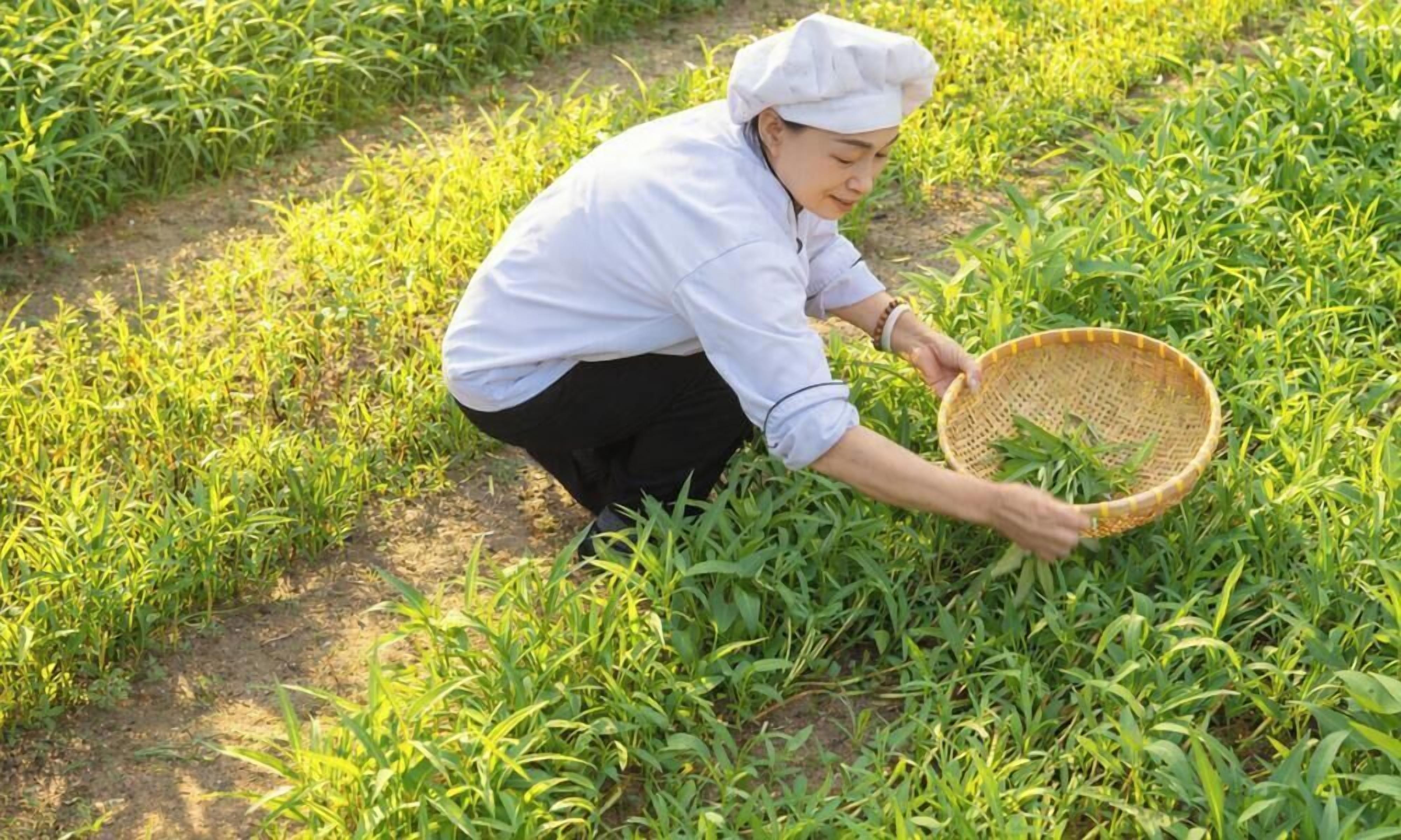 Une personne accroupie dans un champ, récoltant des plantes à l’aide d’un panier.