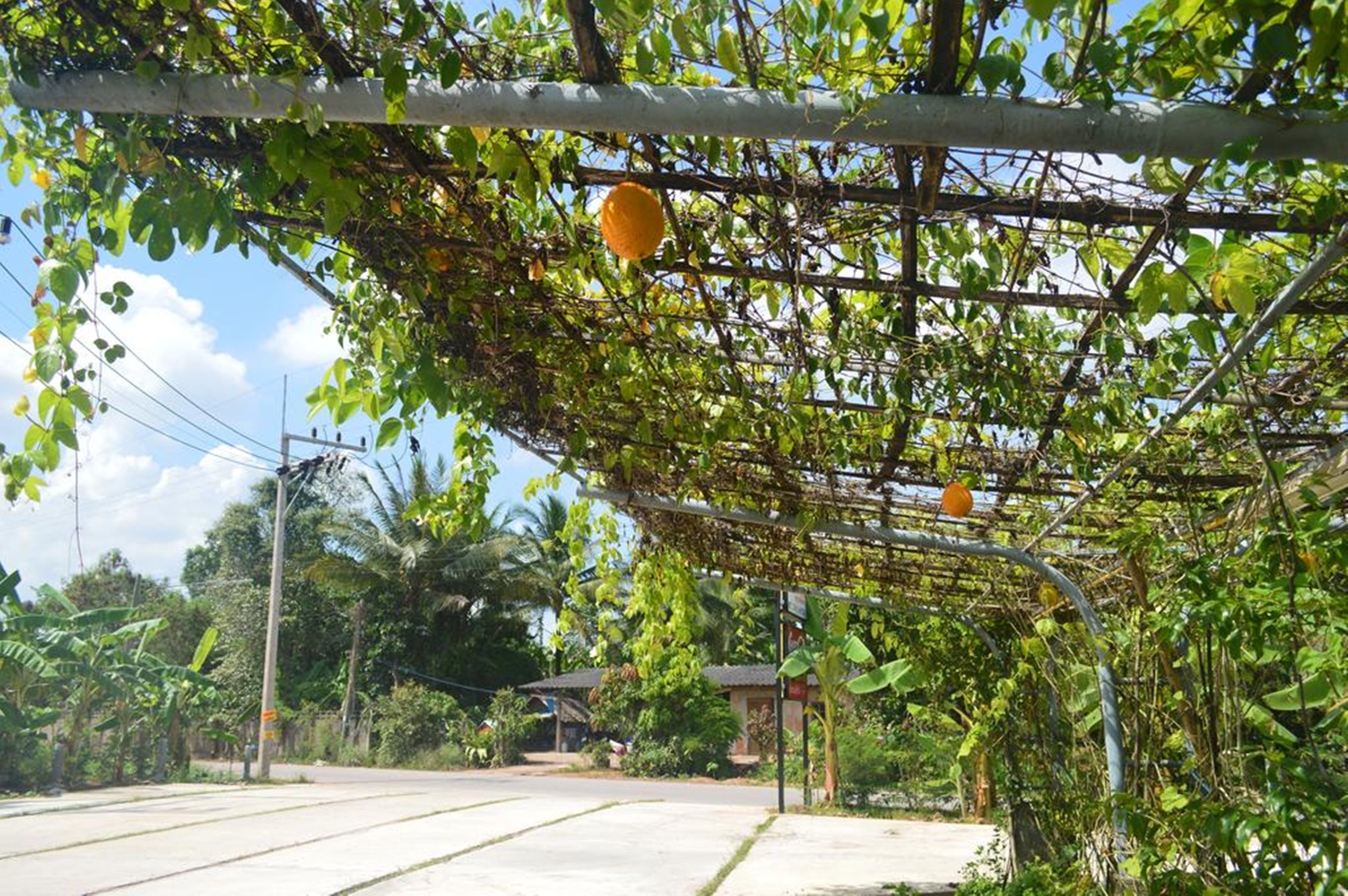 A street with a metal fence covered in greenery, a clear sky, and a few buildings in the background.