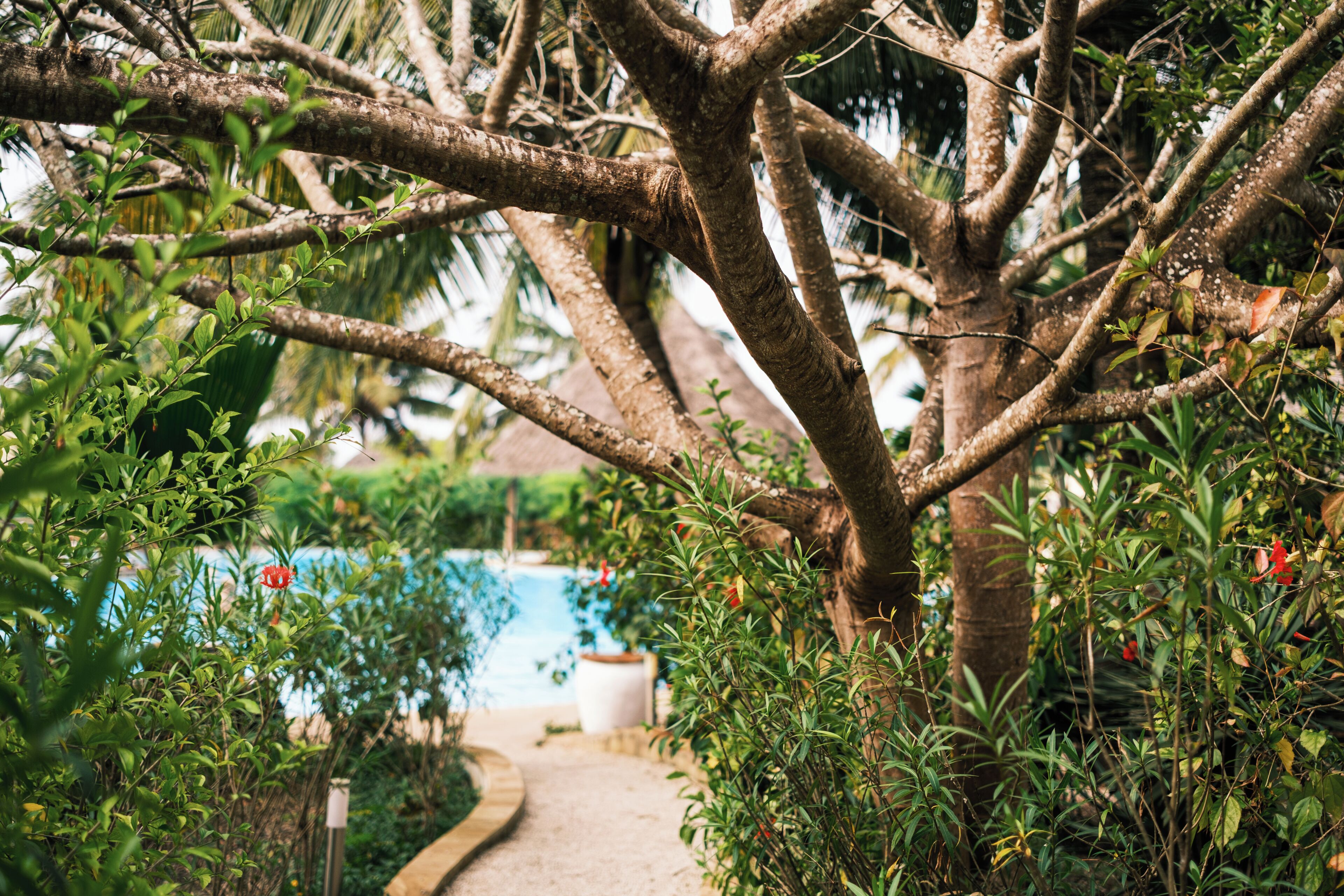 A pathway surrounded by lush greenery and a pool in the background.