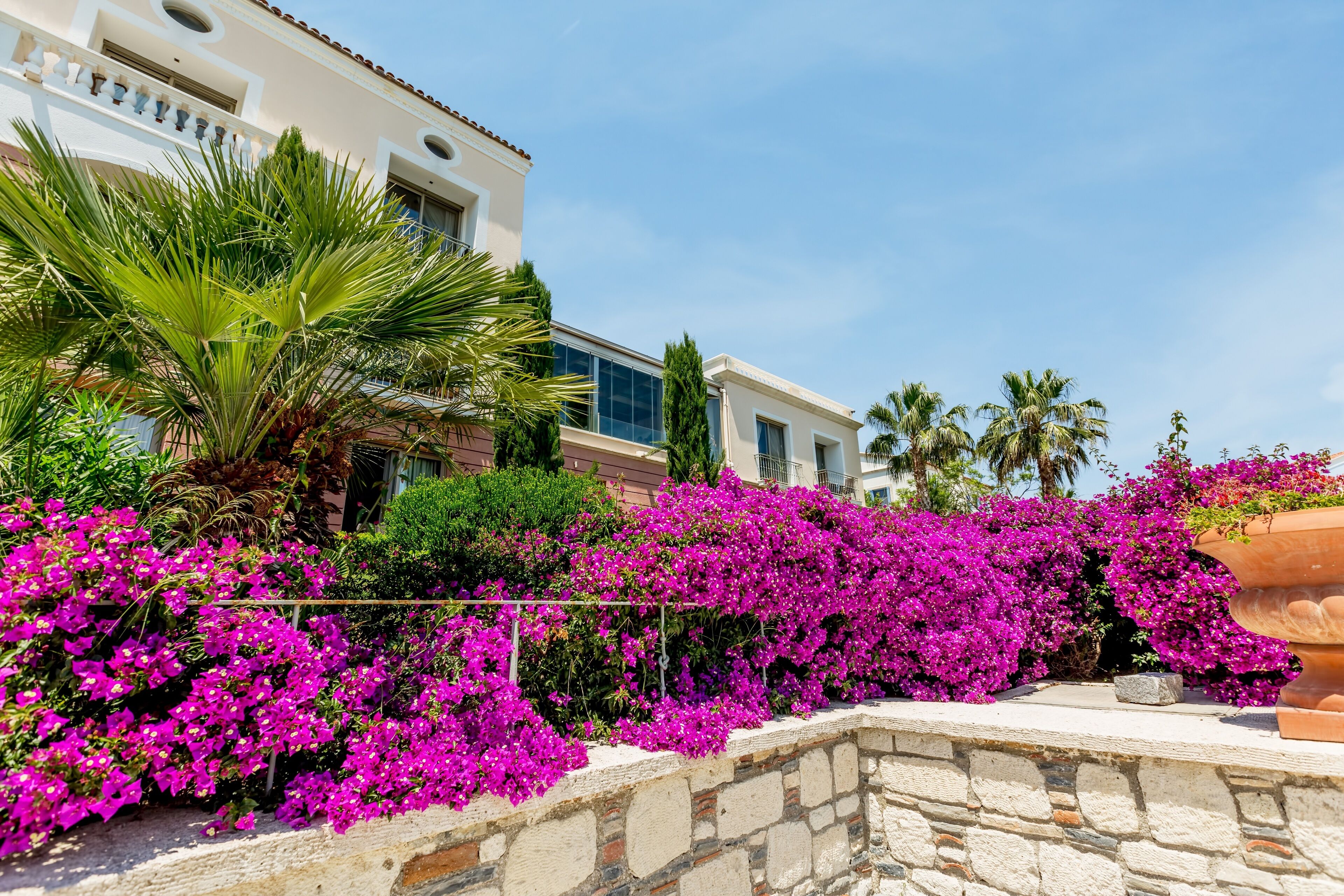 A building with a stone wall and vibrant purple bougainvillea flowers.