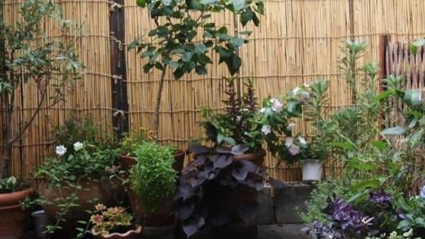 Ein Bambuszaun mit verschiedenen Blumentöpfen und Blumen in einem Garten.
