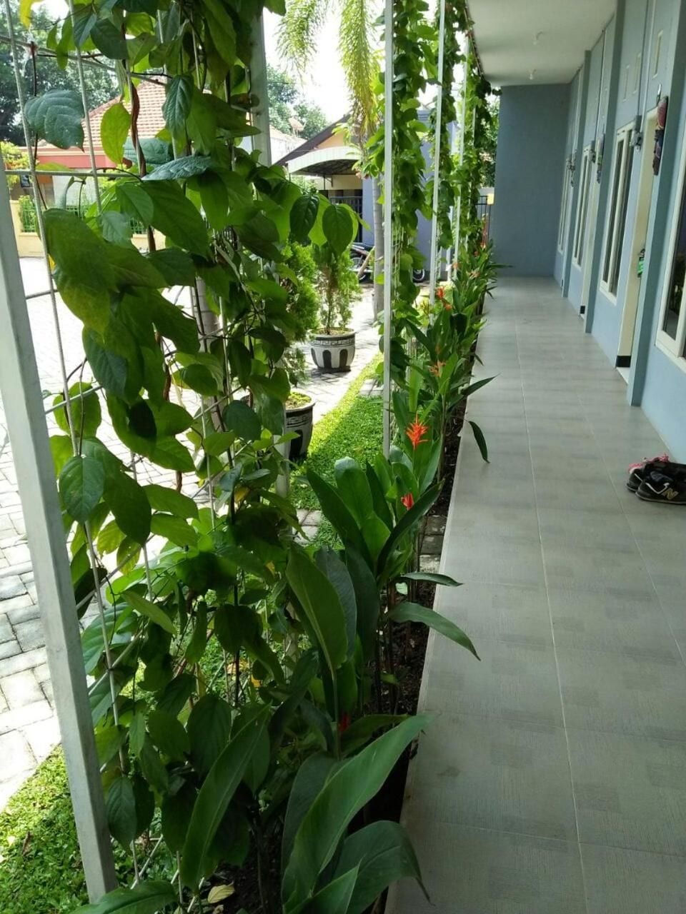 A corridor with potted plants and a shoe on the floor.