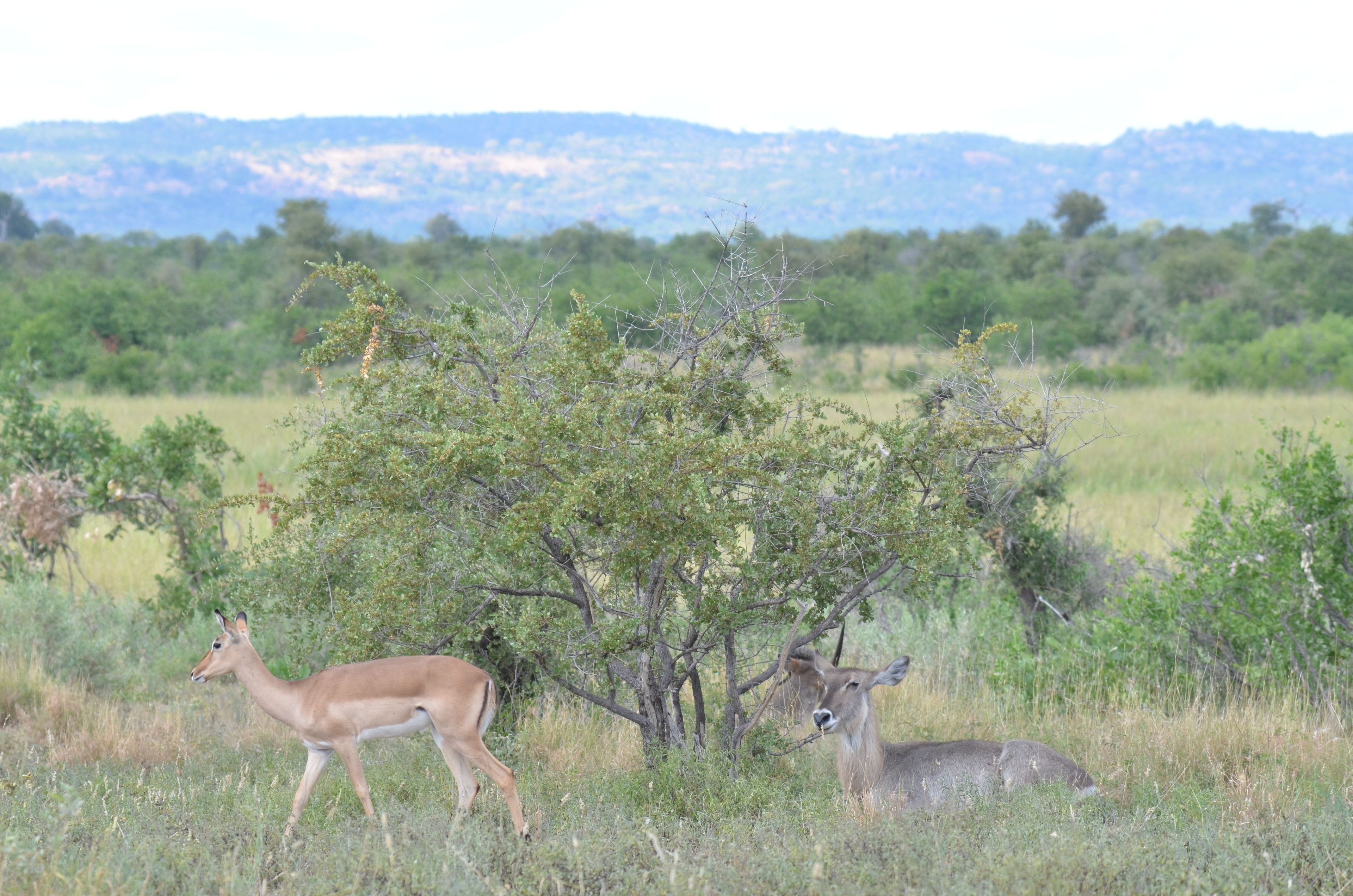 A natural landscape with a deer in the foreground and a mountain range in the background.