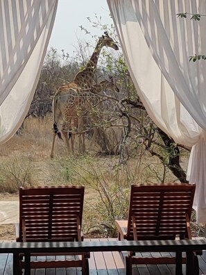 A view of giraffes through a window with white curtains, with two wooden chairs in the foreground. - The Baobab Bush Lodge (Hoedspruit)
