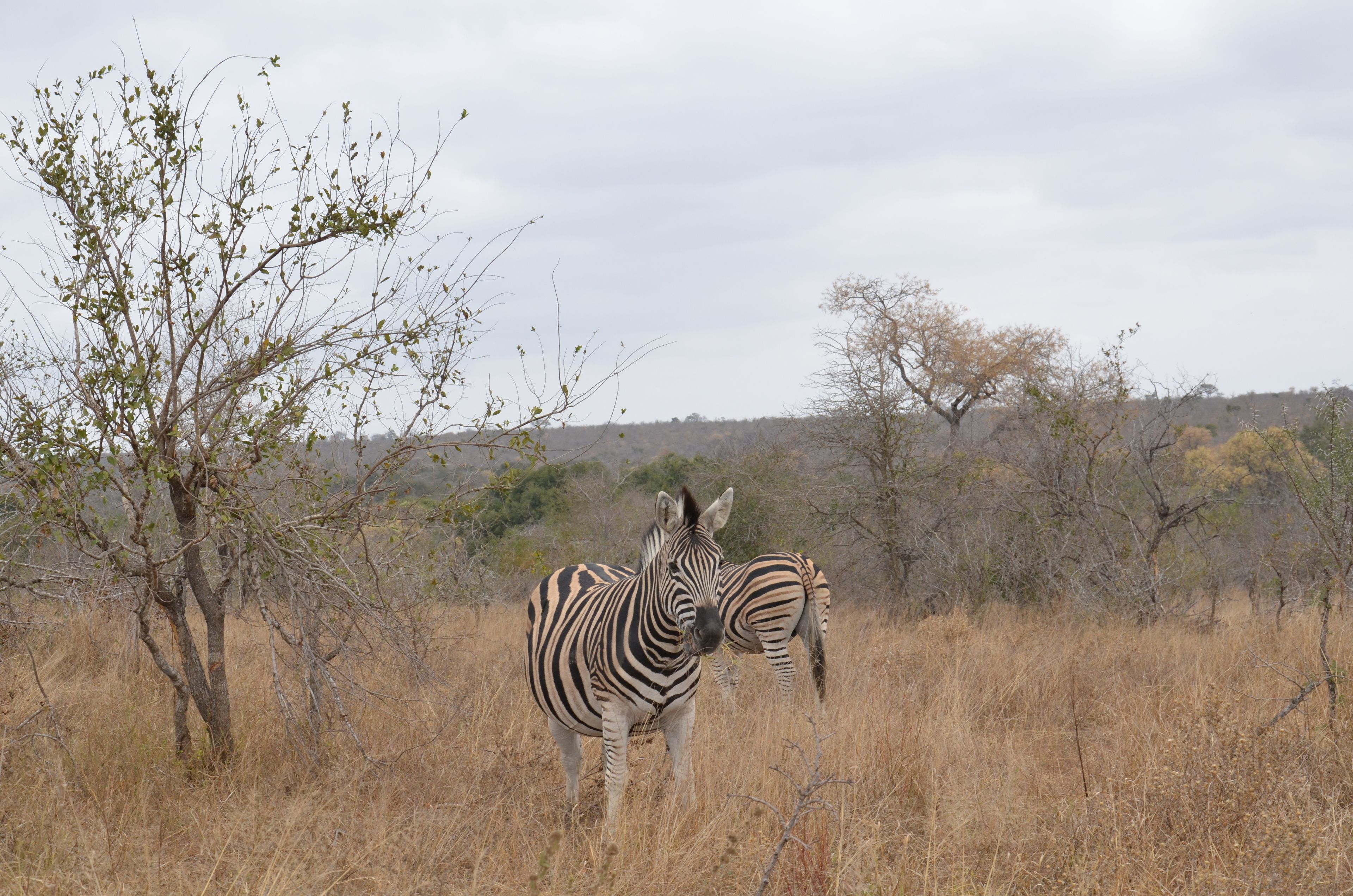 Two zebras standing in a dry grassland with sparse trees and a cloudy sky.