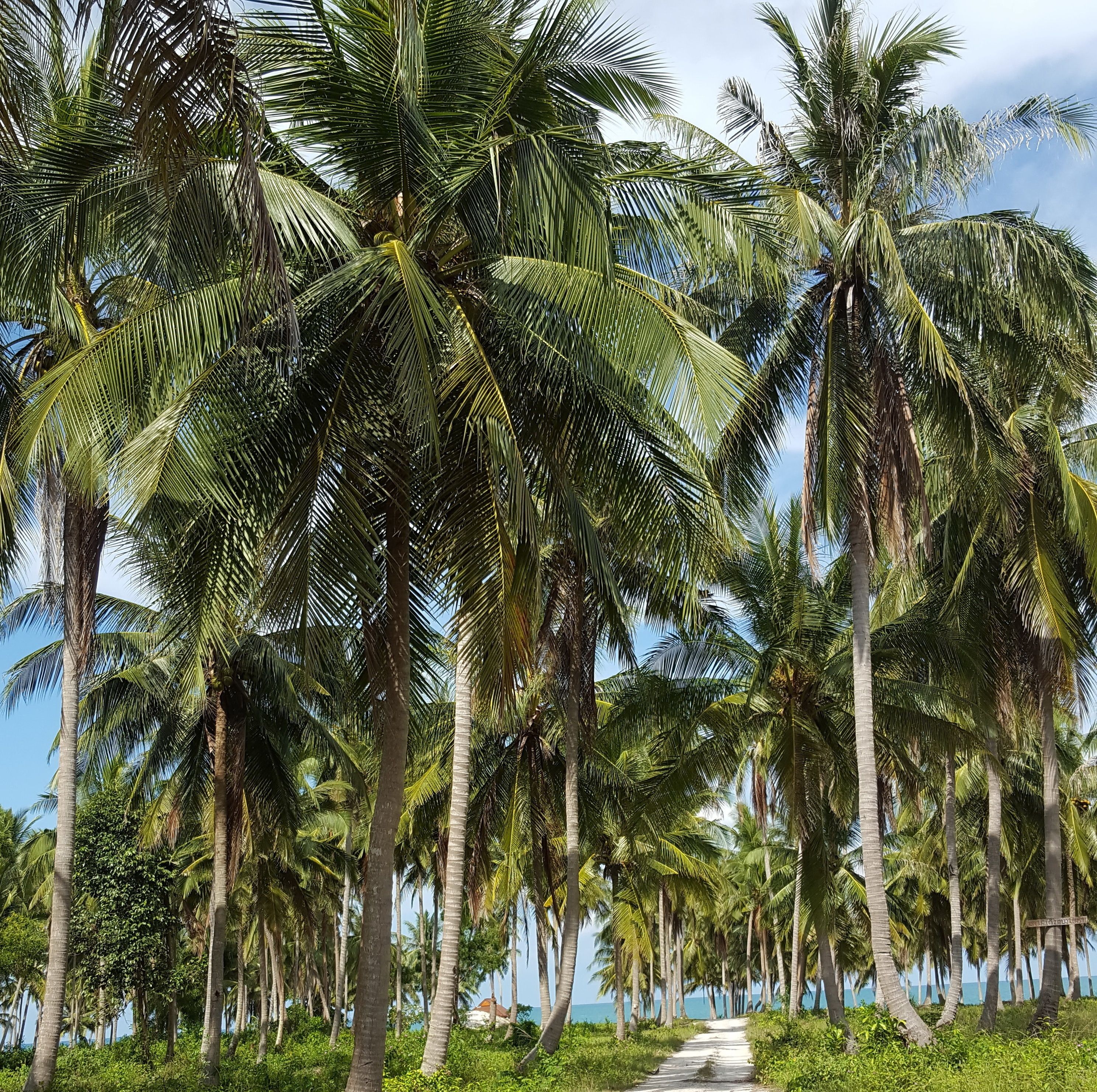 A pathway lined with tall palm trees leading to a beach.