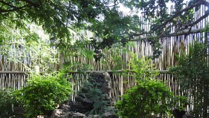 A naturalistic enclosure with bamboo fencing, a rocky terrain, and various green plants. - Roaring Sky (Cullinan)