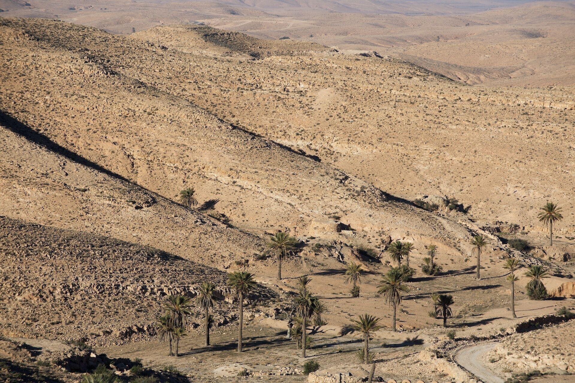 Wüstenlandschaft mit felsigem Gelände und vereinzelten Palmen.