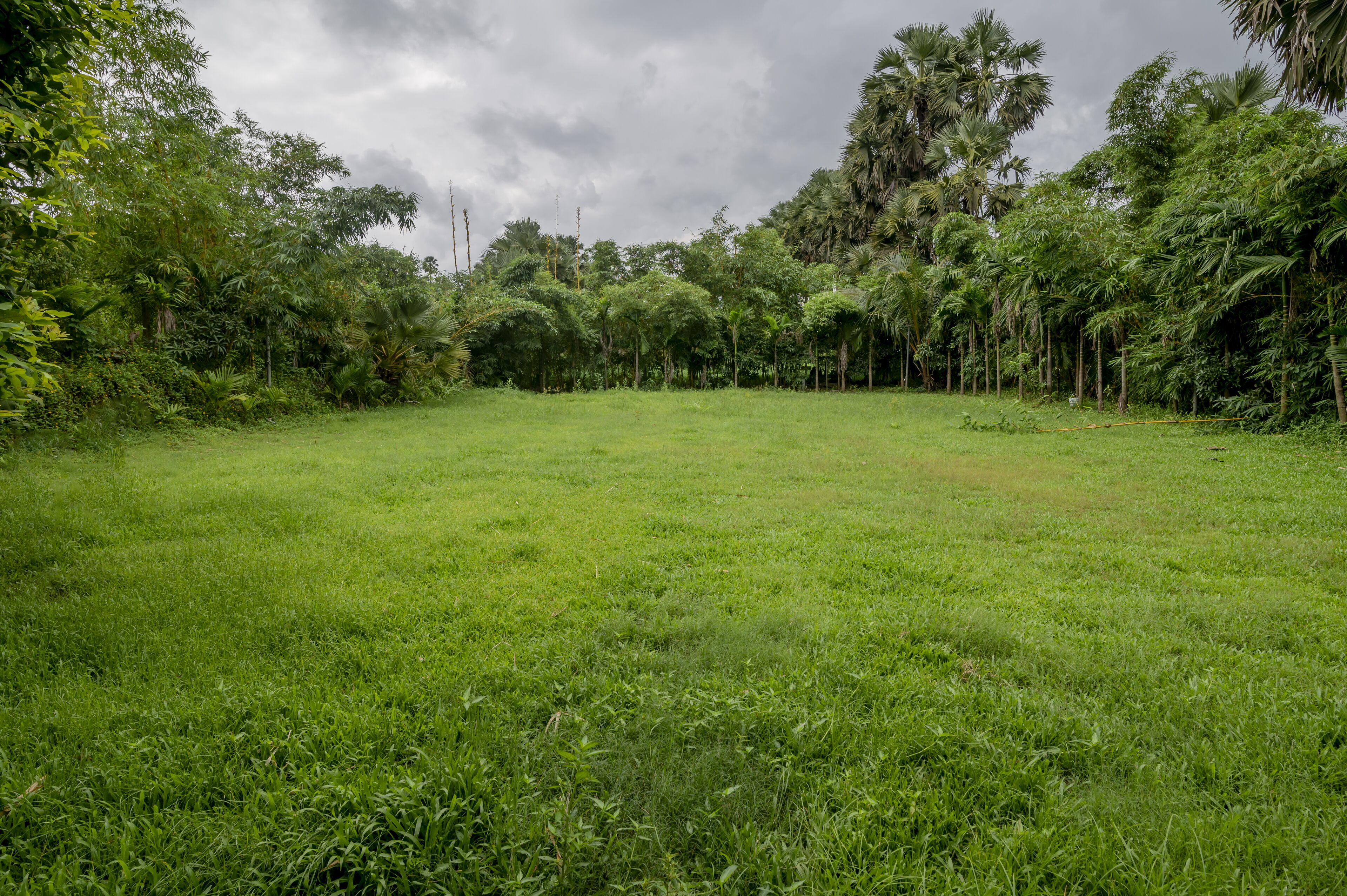 A grassy field with dense trees in the background.