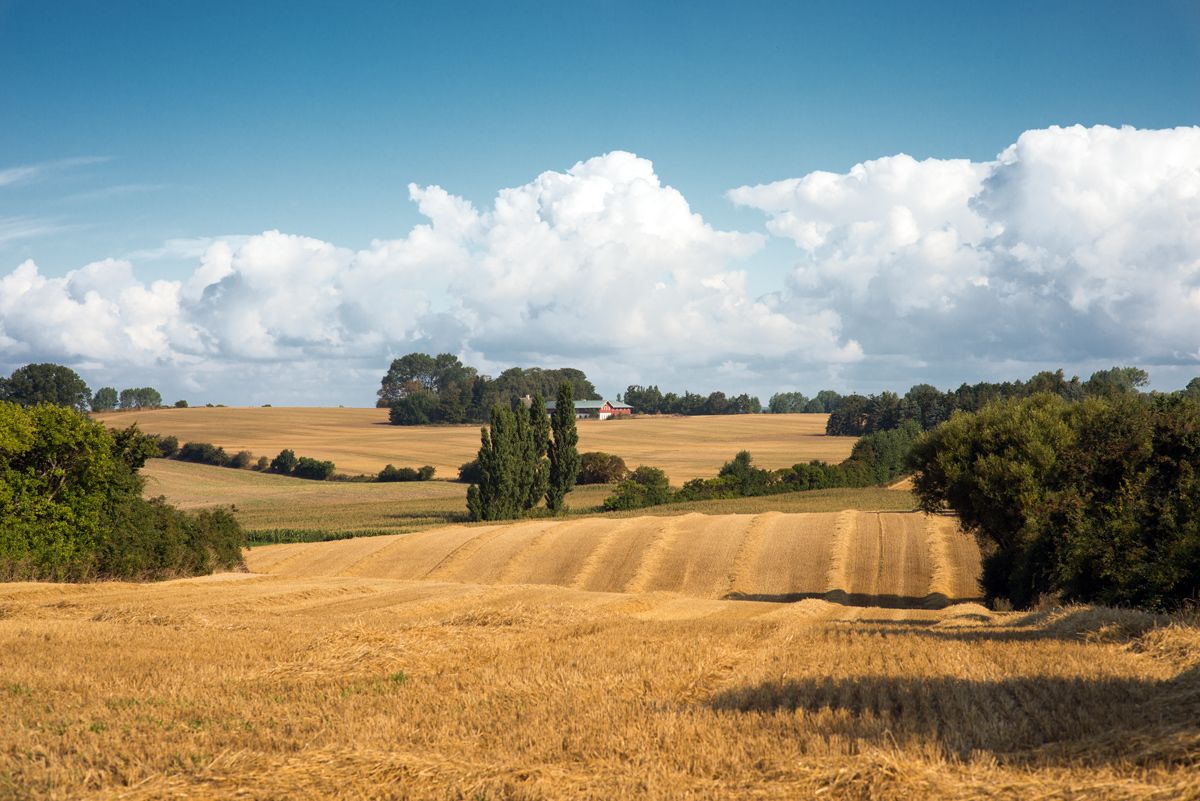 A rural landscape with fields, trees, and a distant building.